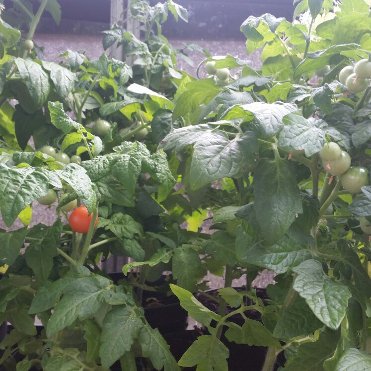 Tomato Minibel (Cherry Tomato) in the GardenTags plant encyclopedia