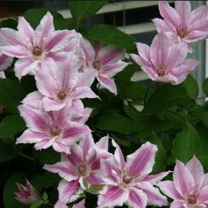 Clematis 'Scartho Gem', Clematis 'Scartho Gem' in GardenTags plant ...