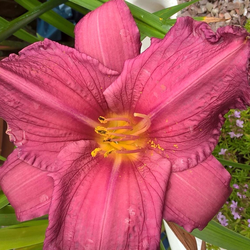 Daylily Summer Wine in the GardenTags plant encyclopedia