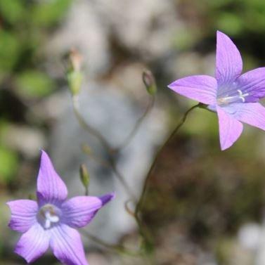 Clustered Bellflower in the GardenTags plant encyclopedia