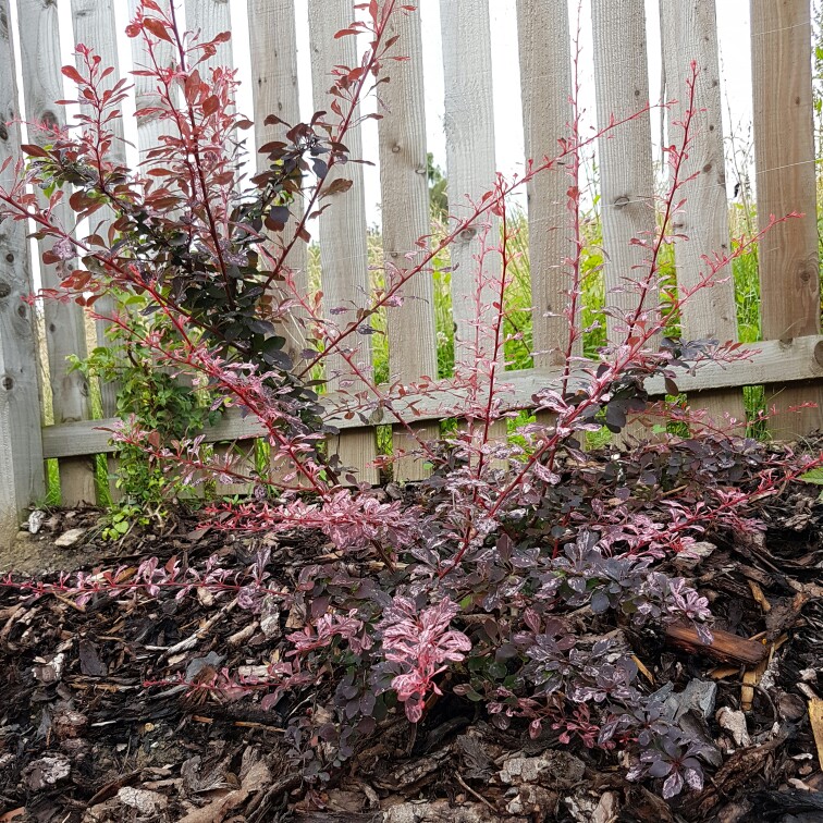 Japanese Barberry Starburst in the GardenTags plant encyclopedia