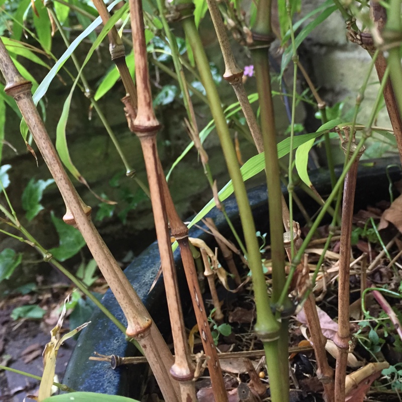 Walking Stick Bamboo in the GardenTags plant encyclopedia