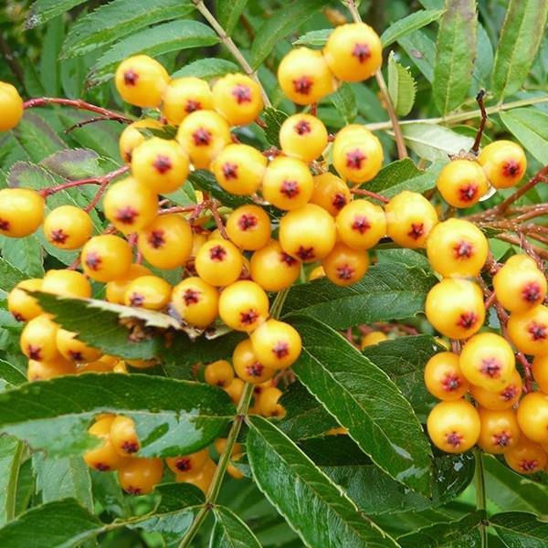 Yellow Berried Rowan in the GardenTags plant encyclopedia