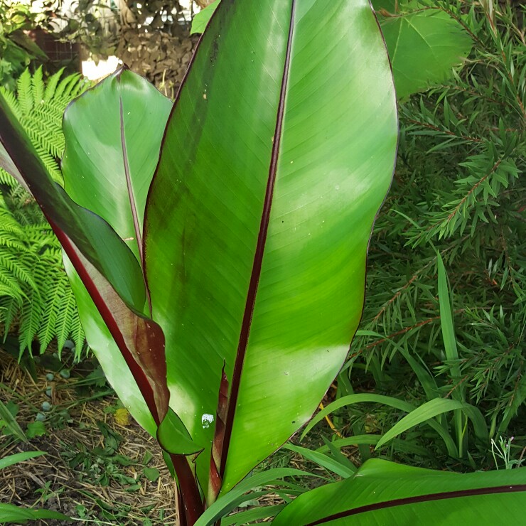 Ethiopian Banana Montbeliardii in the GardenTags plant encyclopedia