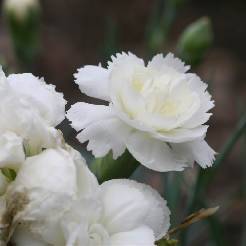 Pink Haytor White in the GardenTags plant encyclopedia