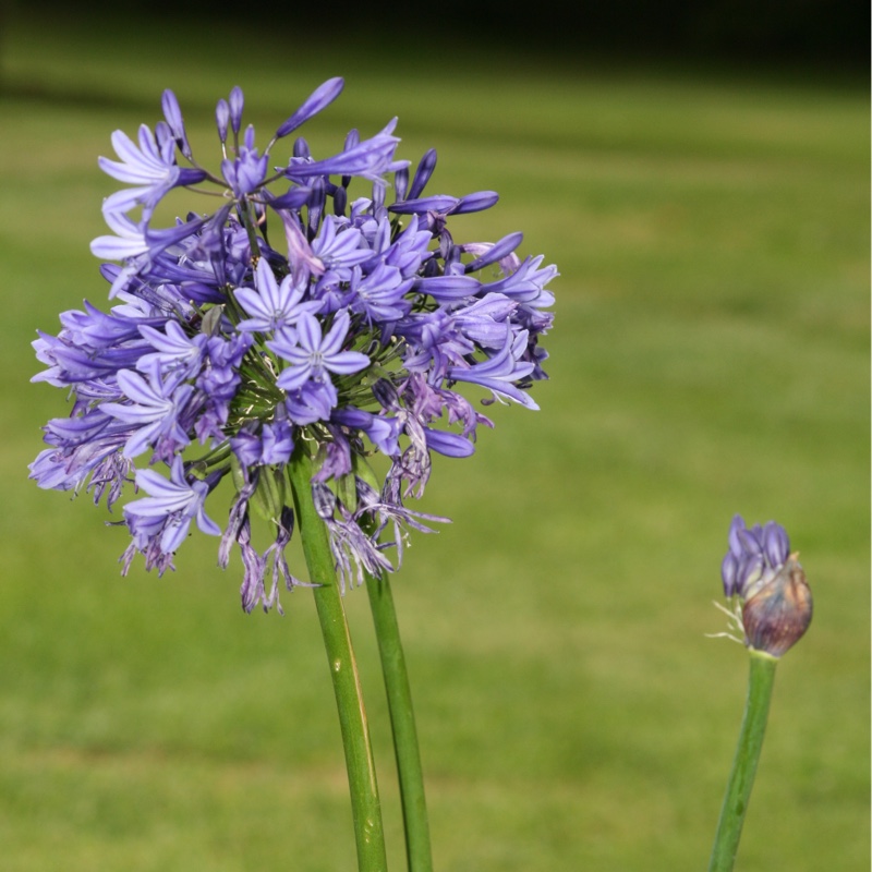 African Lily Midnight Star in the GardenTags plant encyclopedia