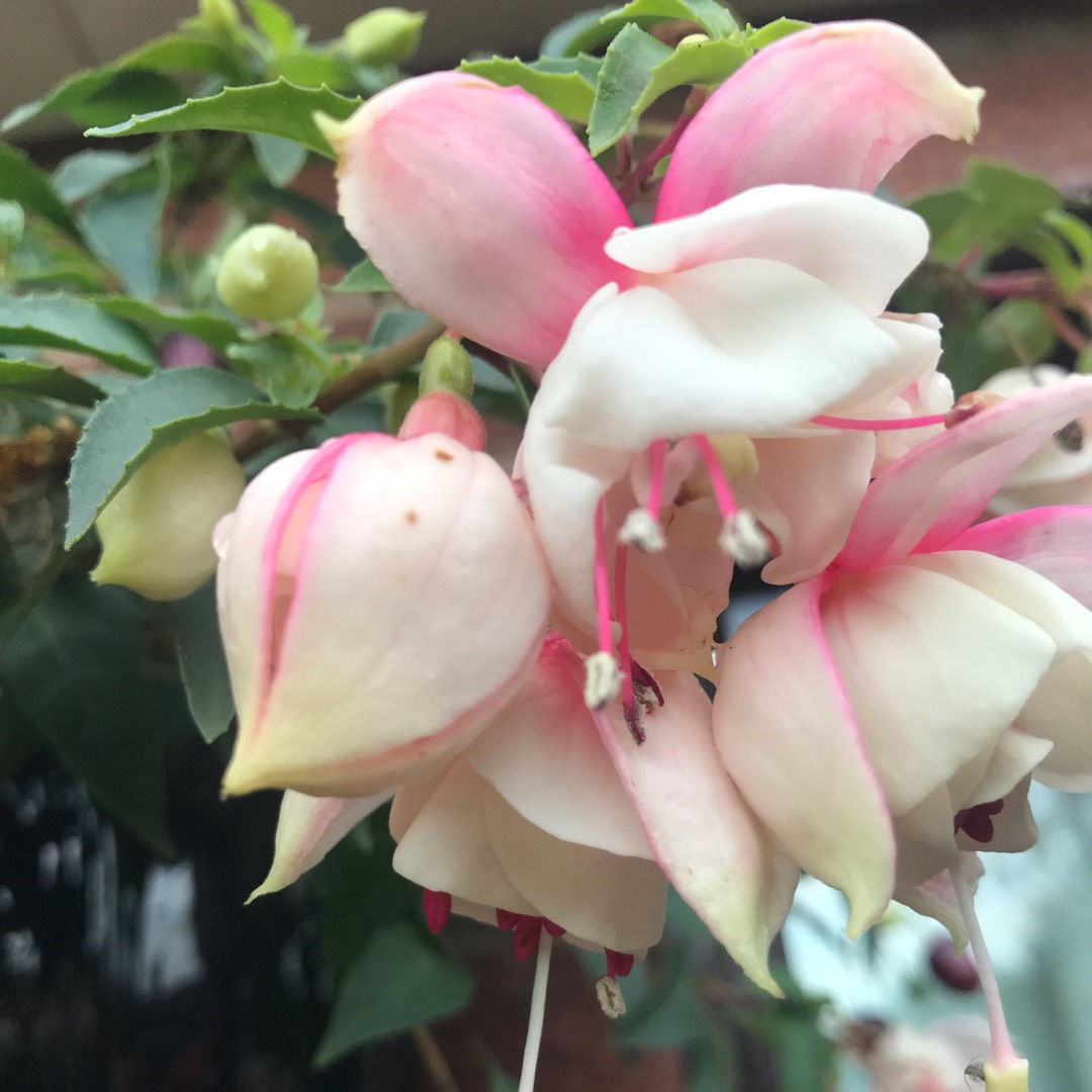 Fuchsia Trudi Davro in the GardenTags plant encyclopedia