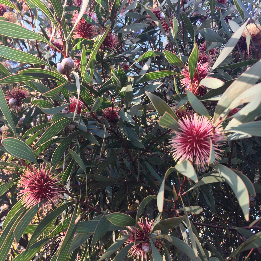 Pincushion Hakea in the GardenTags plant encyclopedia