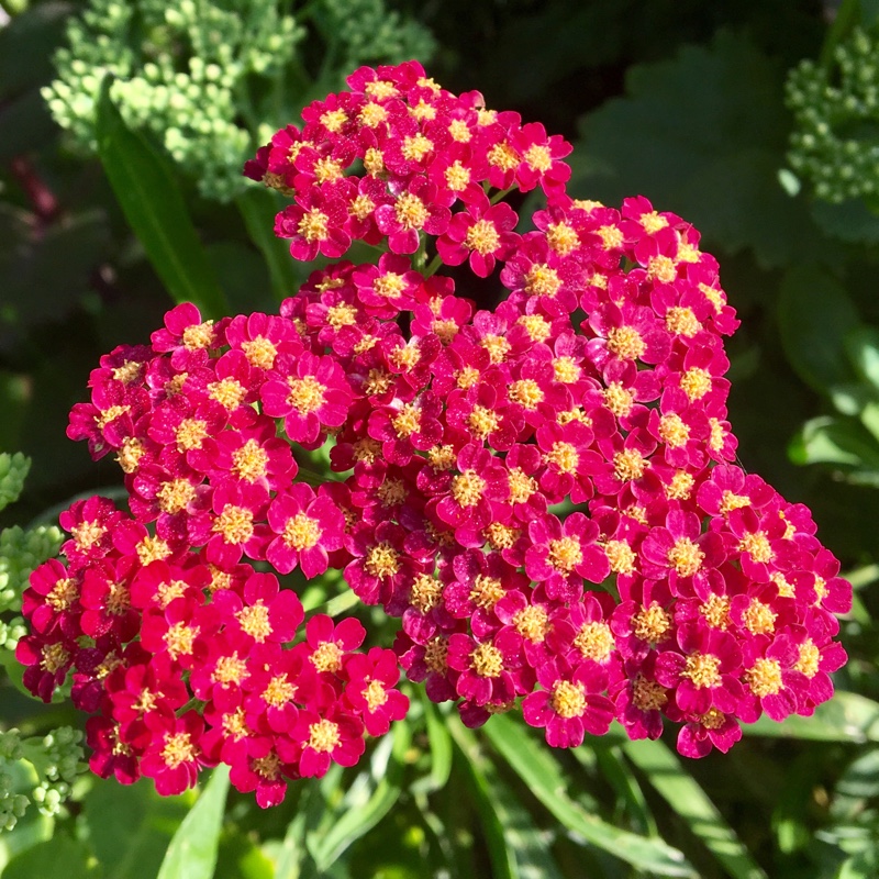 Yarrow Summerwine in the GardenTags plant encyclopedia