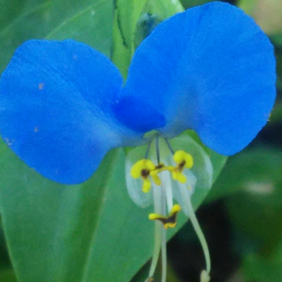 Scurvy Weed in the GardenTags plant encyclopedia