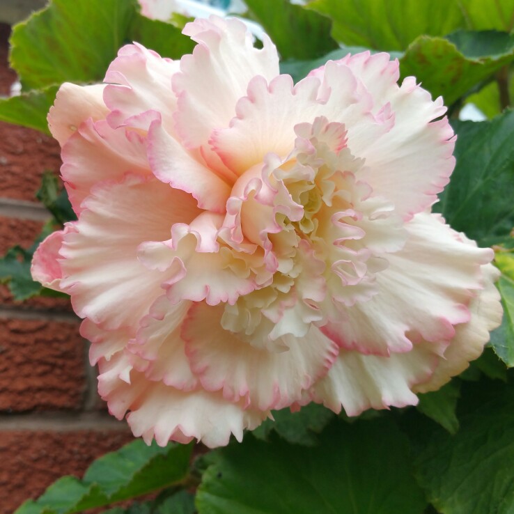 Begonia Double and Fringed Samba (Mix) in the GardenTags plant encyclopedia