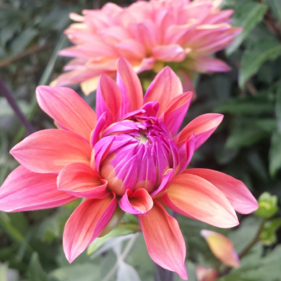 Dahlia American Dawn (Decorative) in the GardenTags plant encyclopedia