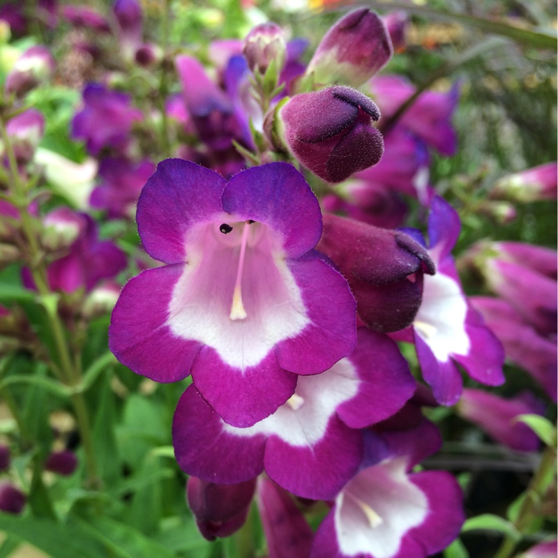 Beardtongue Phoenix Violet in the GardenTags plant encyclopedia