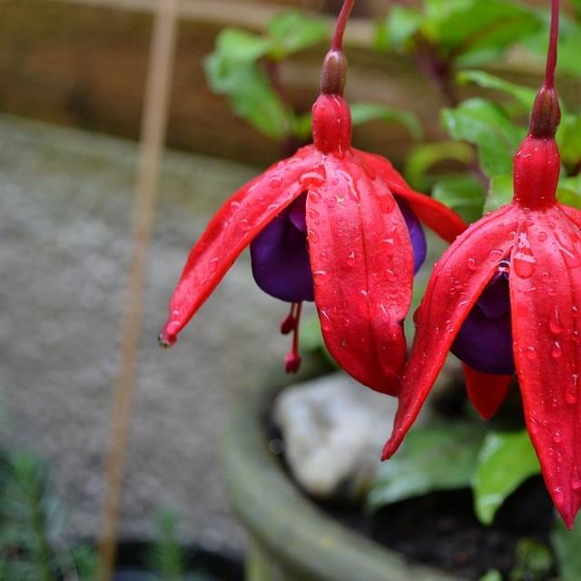 Fuchsia in the GardenTags plant encyclopedia