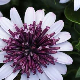 African daisy Berry White in the GardenTags plant encyclopedia