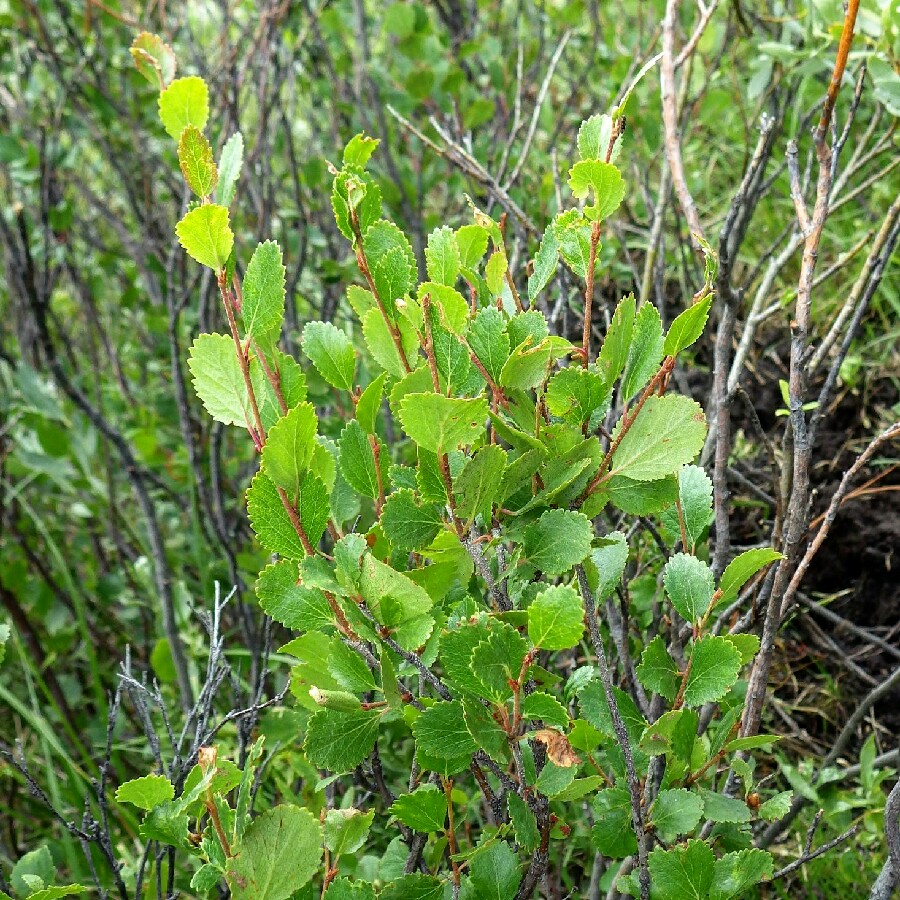 American Dwarf Birch in the GardenTags plant encyclopedia