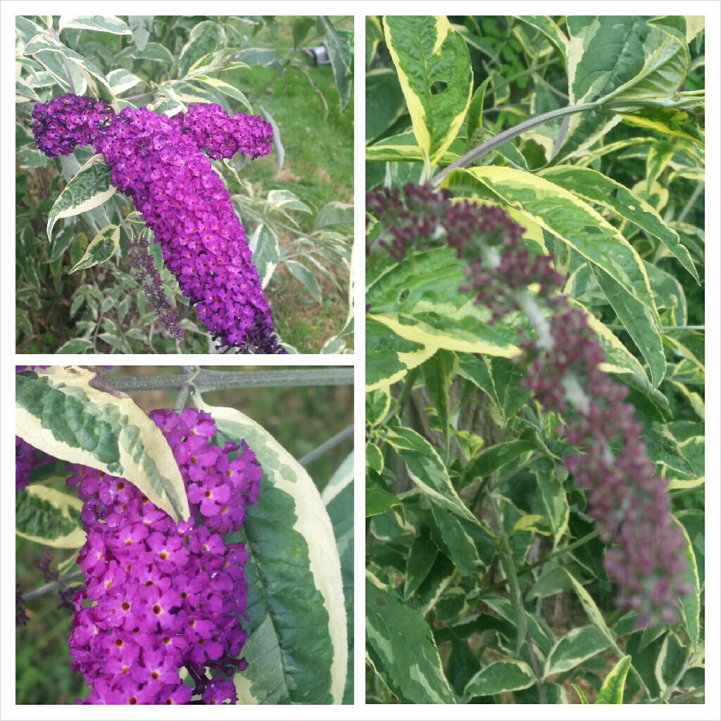 Butterfly Bush Harlequin in the GardenTags plant encyclopedia