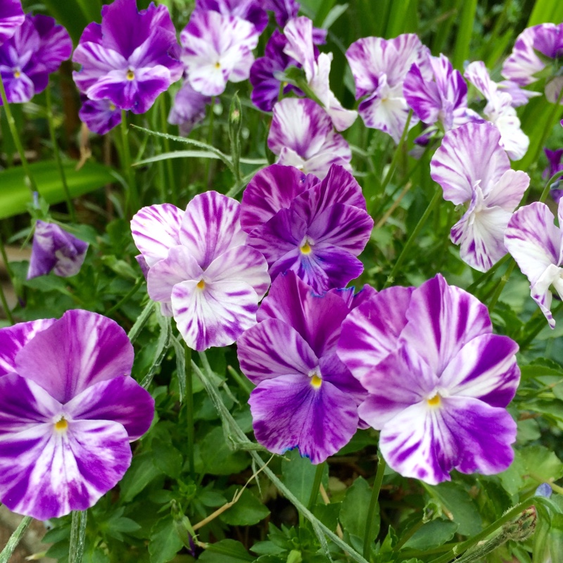 Pansy Elaine Quinn in the GardenTags plant encyclopedia