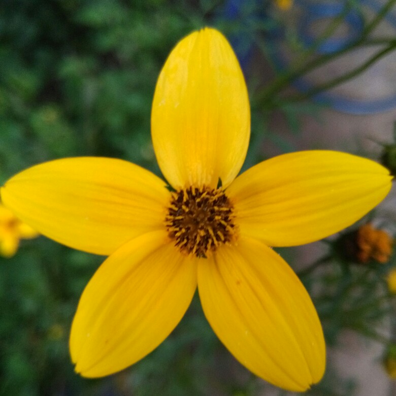 Bidens Golden Eye in the GardenTags plant encyclopedia