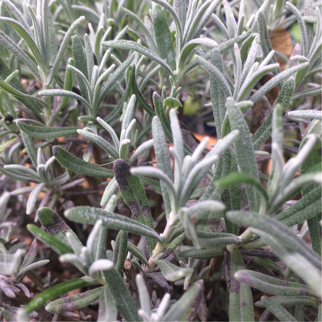 Lavender Ashdown Forest in the GardenTags plant encyclopedia