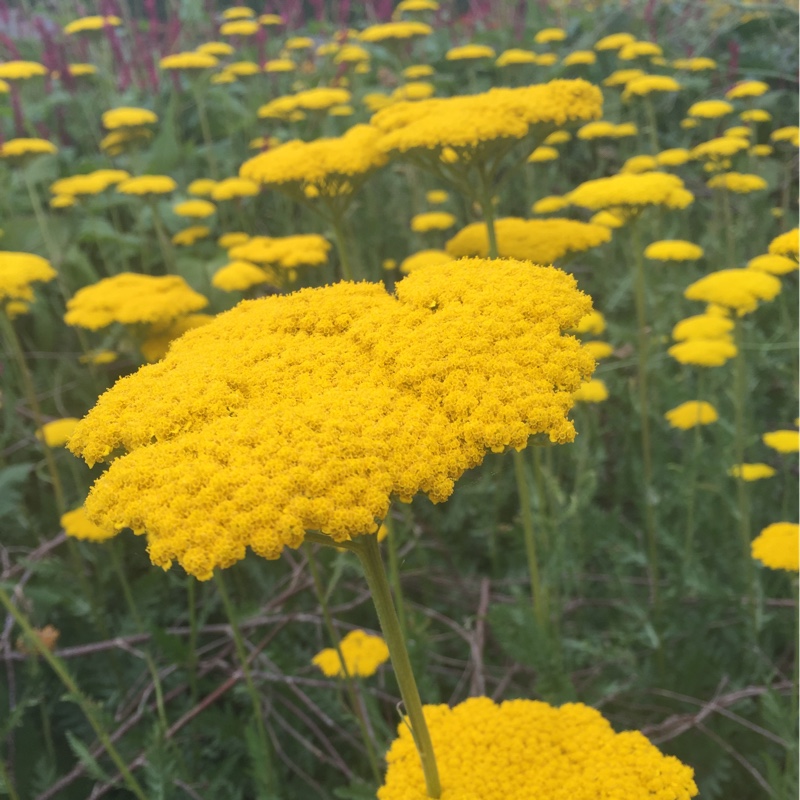 Yarrow Gold Plate in the GardenTags plant encyclopedia