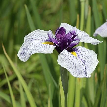 Japanese Water Iris Rowden Satrap in the GardenTags plant encyclopedia