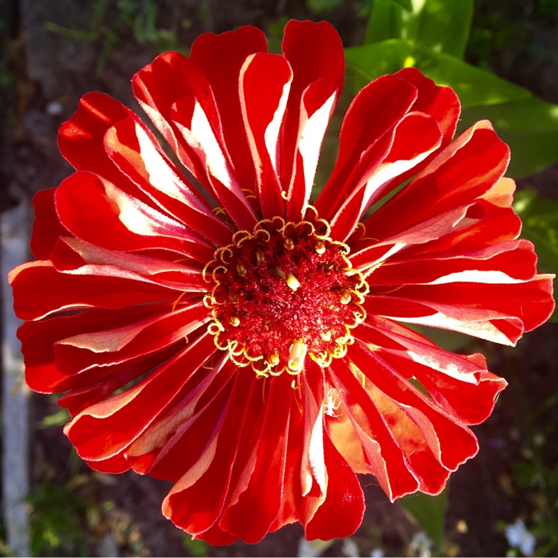 Zinnia Fireworks Mix in the GardenTags plant encyclopedia