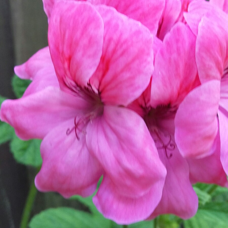 Pelargonium Clorinda (Unique Scented) in the GardenTags plant encyclopedia