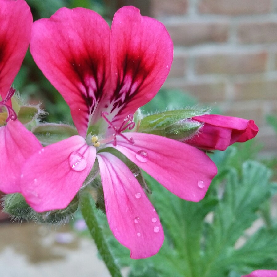 Pelargonium Radula Roseum (Scented) in the GardenTags plant encyclopedia