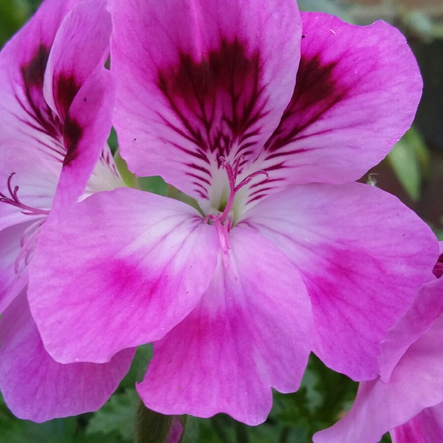 Pelargonium Orsett (Scented) in the GardenTags plant encyclopedia