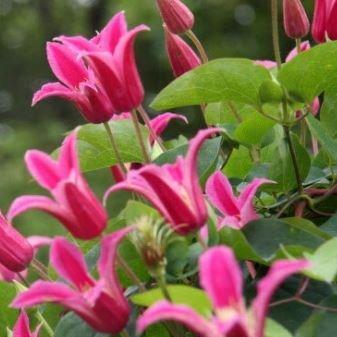 Clematis Princess Diana in the GardenTags plant encyclopedia