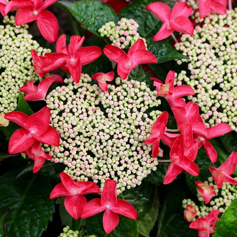 Hydrangea Teller Pink in the GardenTags plant encyclopedia