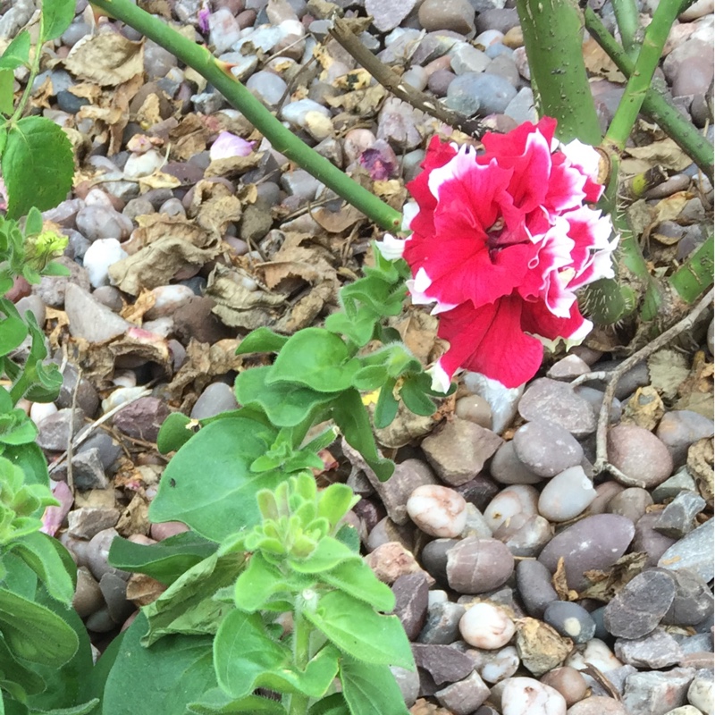 Petunia pirouette red in the GardenTags plant encyclopedia