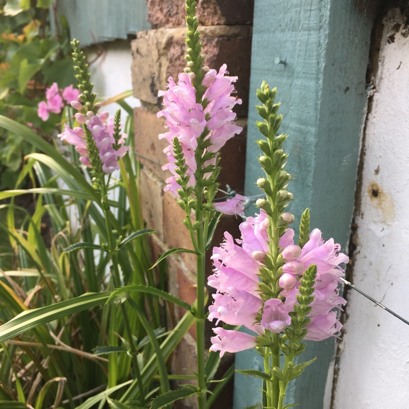 Obedient Plant Bouquet Rose in the GardenTags plant encyclopedia