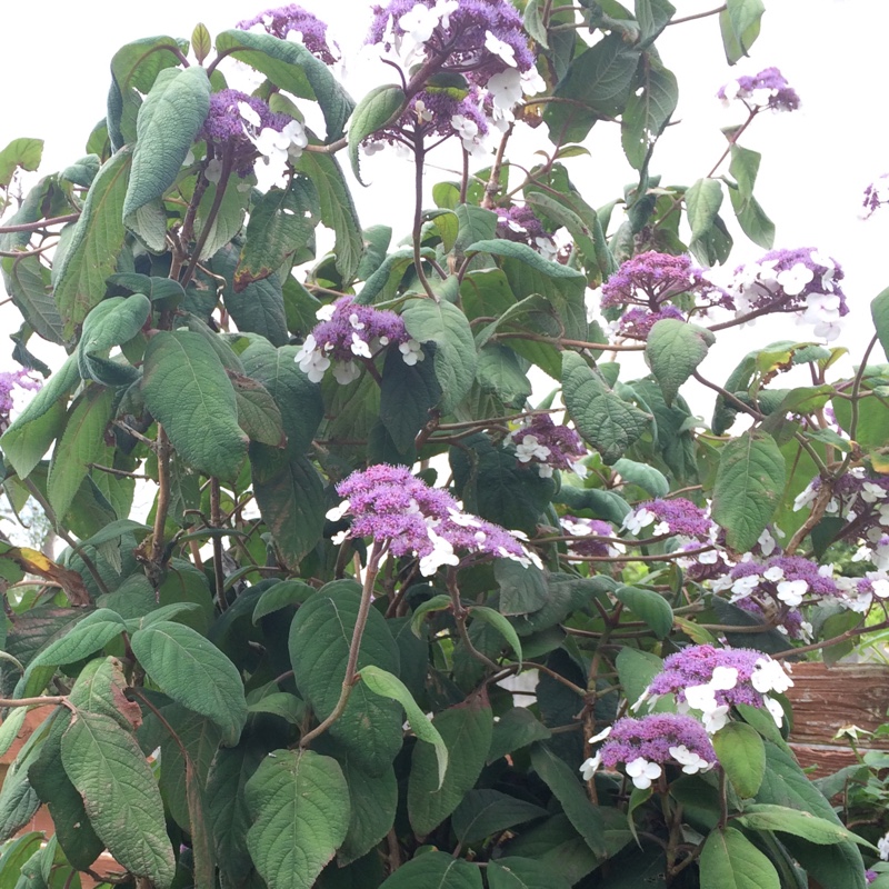 Rough-Leaved hydrangea in the GardenTags plant encyclopedia