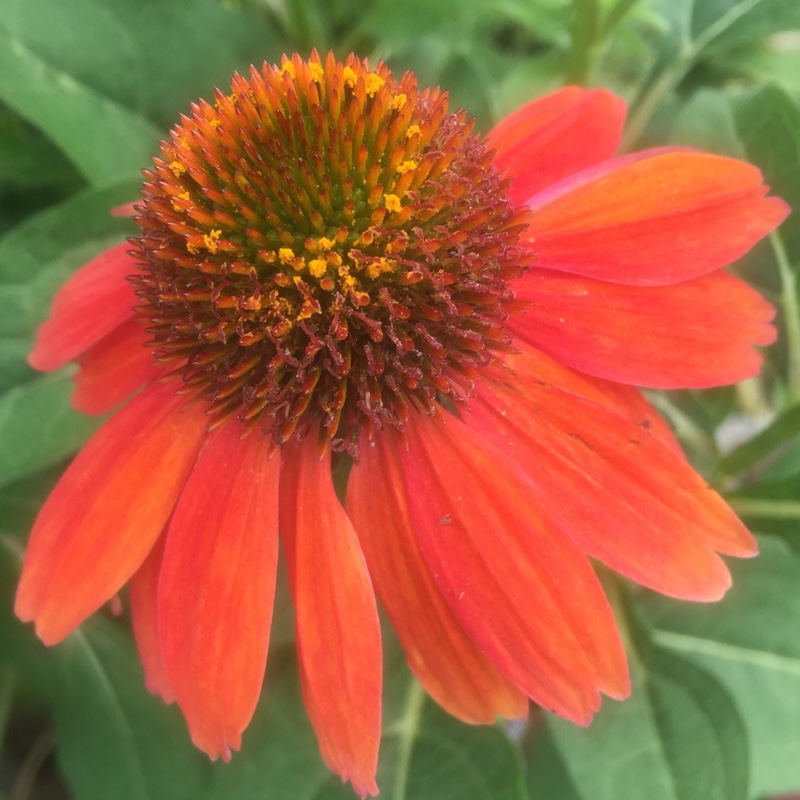 Coneflower Sombrero Hot Coral in the GardenTags plant encyclopedia