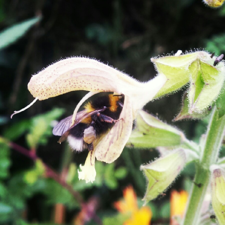 Salvia Glutinosa in the GardenTags plant encyclopedia