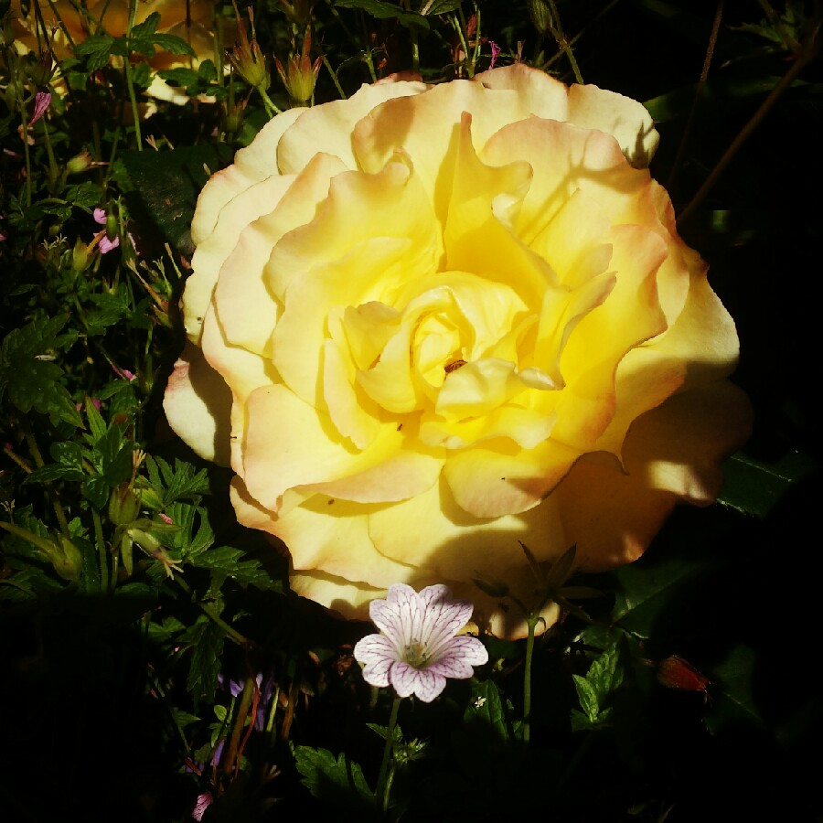 Rose Sunny Sky (Hybrid Tea) in the GardenTags plant encyclopedia