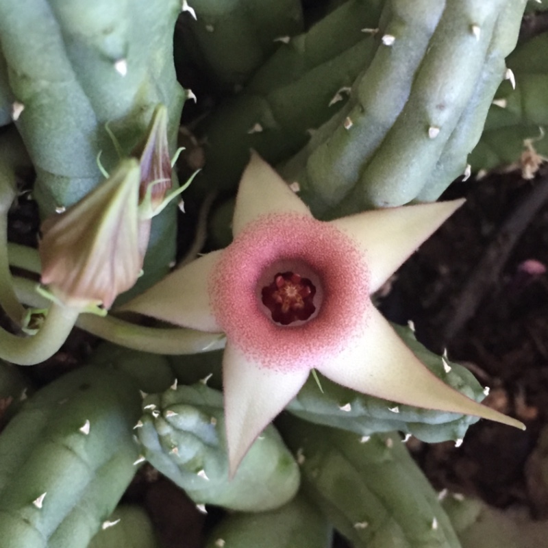 Huernia Procumbens in the GardenTags plant encyclopedia