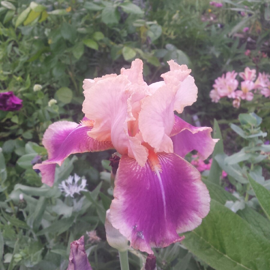 Bearded Iris Carnaby (Tall) in the GardenTags plant encyclopedia