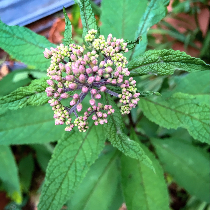 Joe Pye Weed Gateway in the GardenTags plant encyclopedia