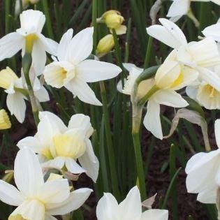 Daffodil Sailboat (Jonquilla) in the GardenTags plant encyclopedia