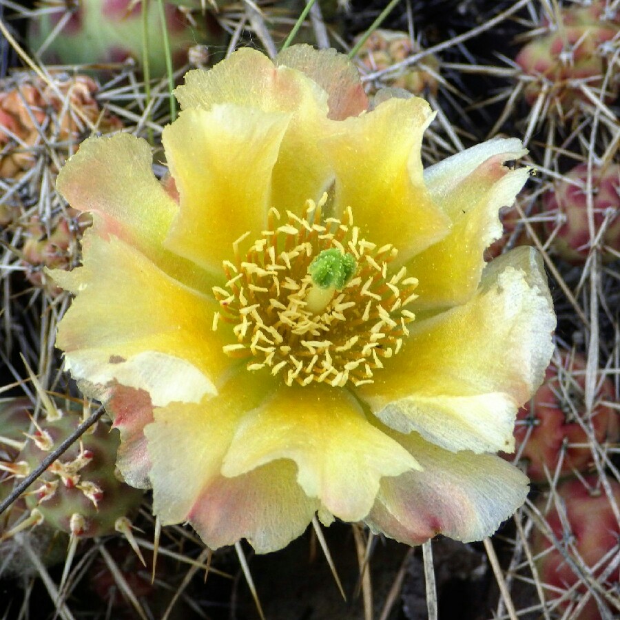 Brittle Pricklypear in the GardenTags plant encyclopedia