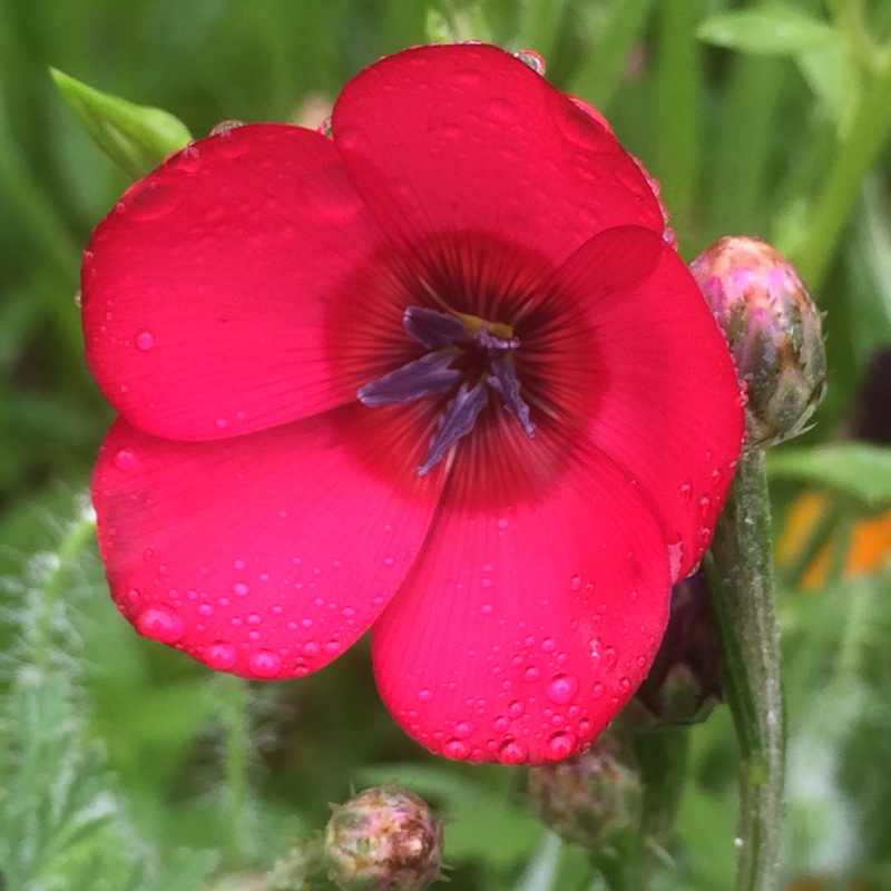 Scarlet Flax in the GardenTags plant encyclopedia