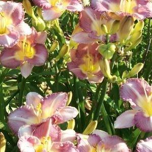 Daylily Entrapment in the GardenTags plant encyclopedia