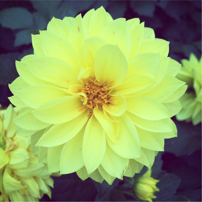 Dahlia Grandalia Yellow (Bedding) in the GardenTags plant encyclopedia