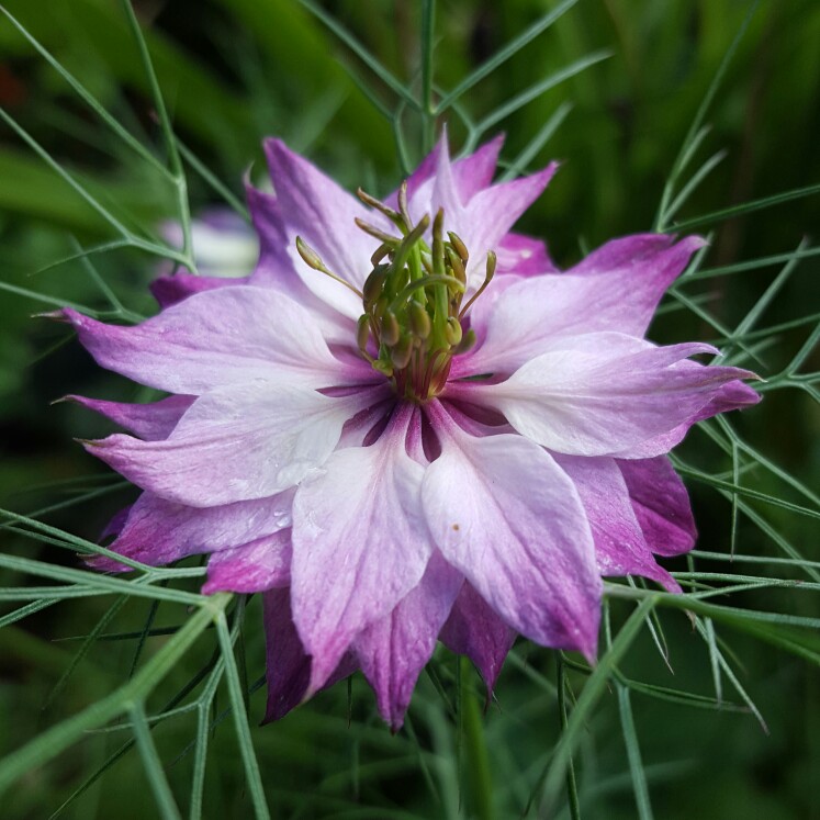 Nigella Mulberry Rose in the GardenTags plant encyclopedia