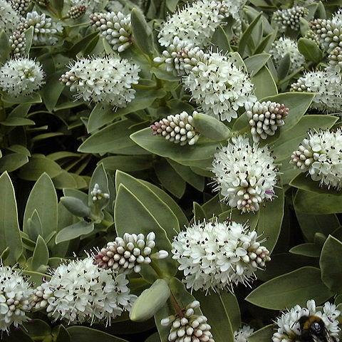 White Shrubby Veronica in the GardenTags plant encyclopedia