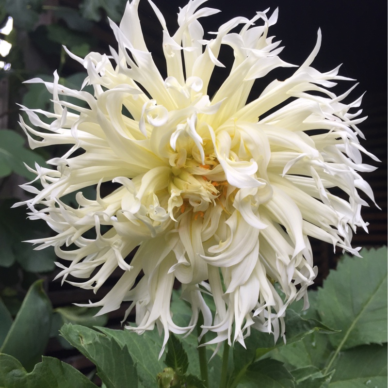 Dahlia Tsuki-yori-no-shisha (Fimbriated) in the GardenTags plant encyclopedia