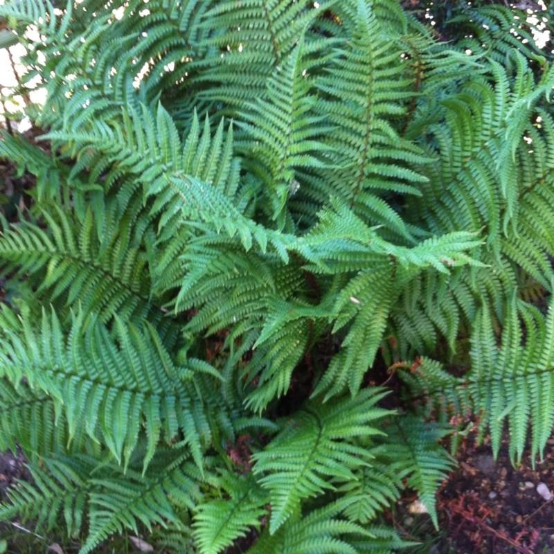 Polystichum Aculeatum 'pulcherrimum', Soft Shield Fern In Gardentags 